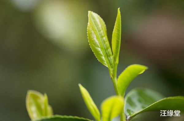 世界杯全球运动用品供应平台 汪缘堂: 容易有多段婚配的东谈主有何特征