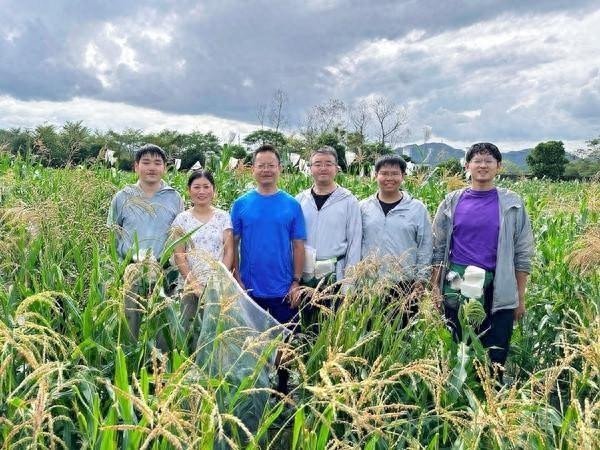 世界杯下单平台 我国科学家找到第二个野生玉米高卵白基因